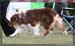 09_09_neerpelt_036