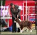 09_09_neerpelt_160
